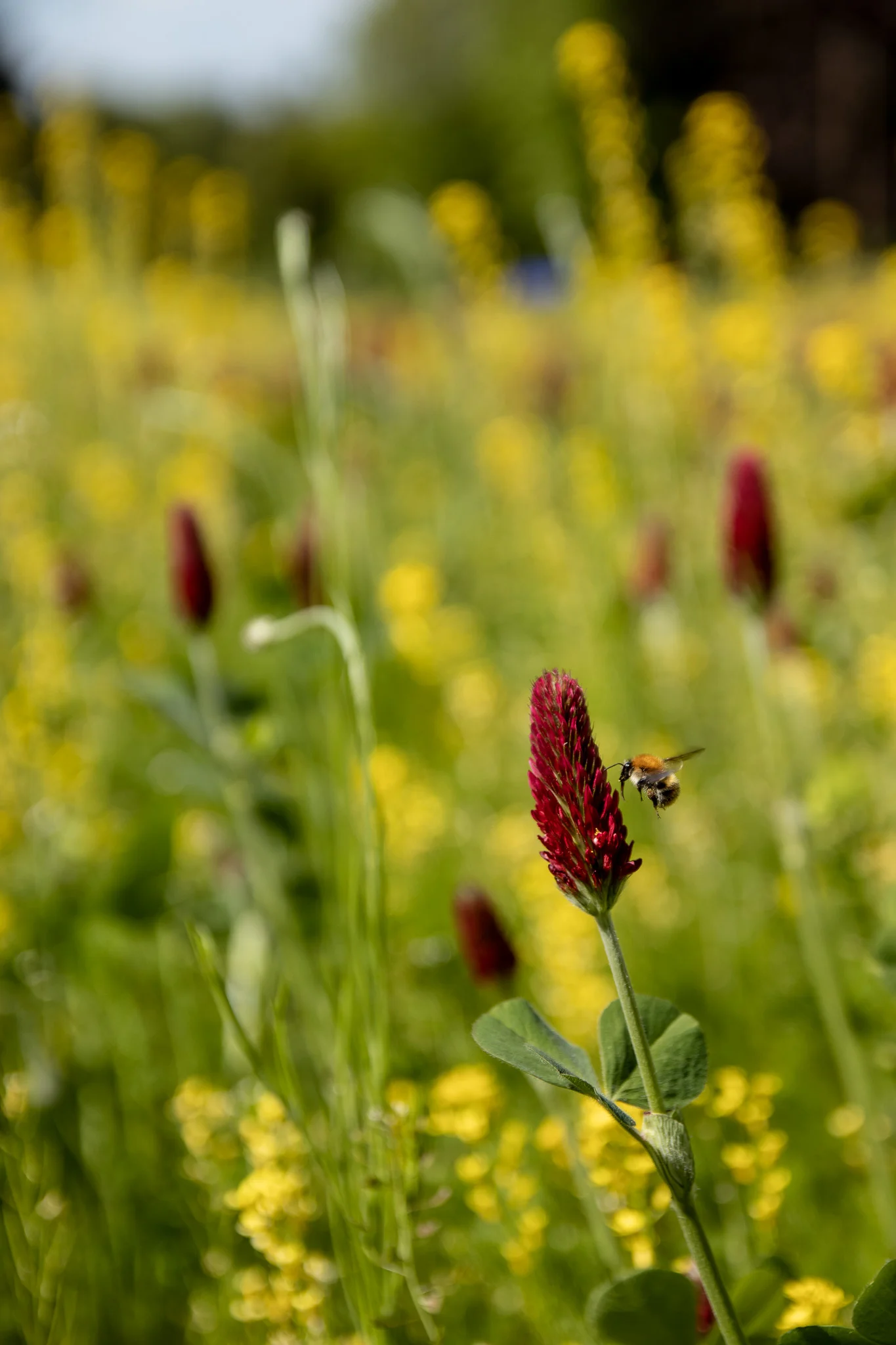 Blühwiese mit gelben Blumen
