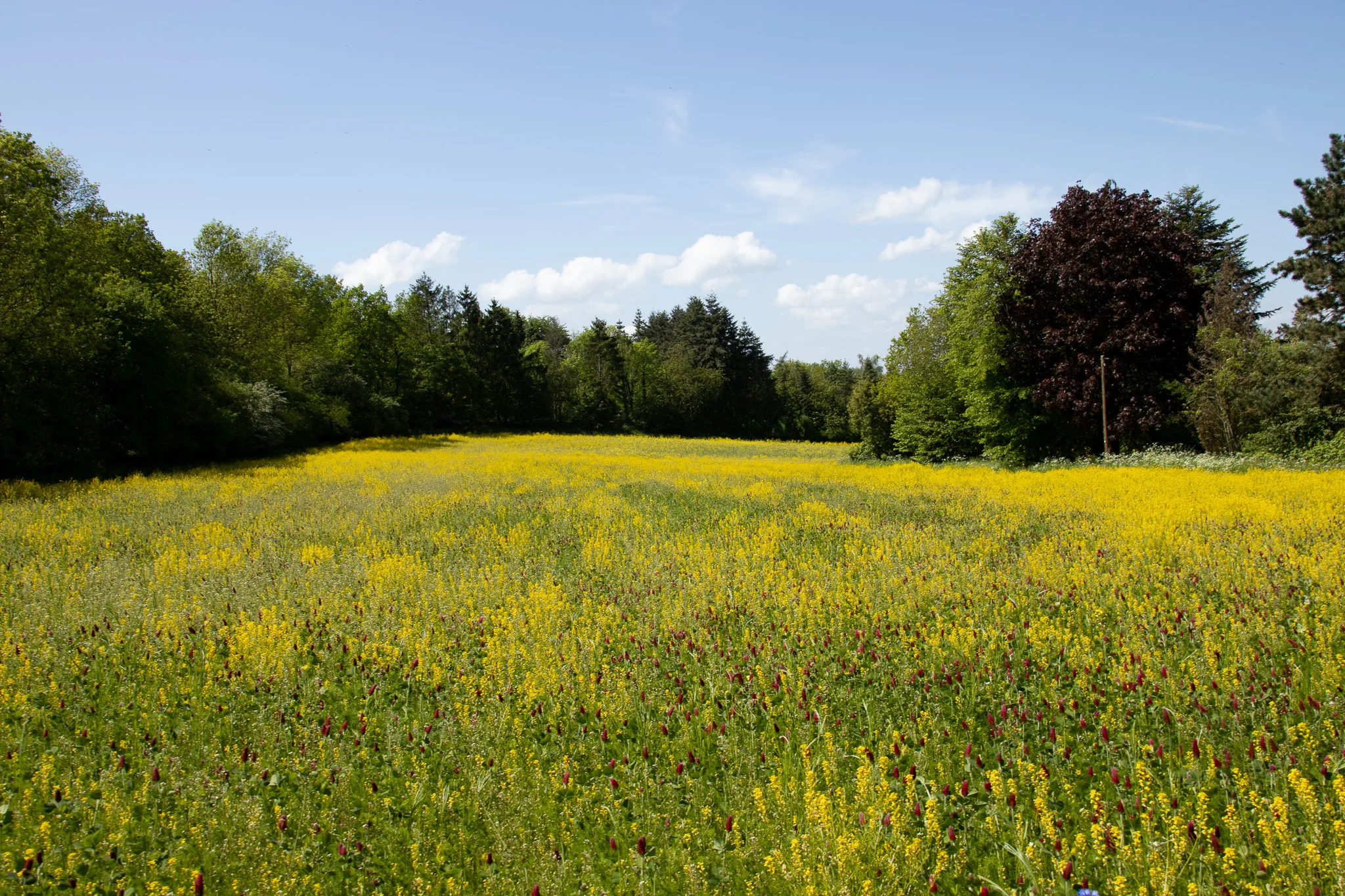 Feld mit gelb blühenden Blumen am Waldesrand?