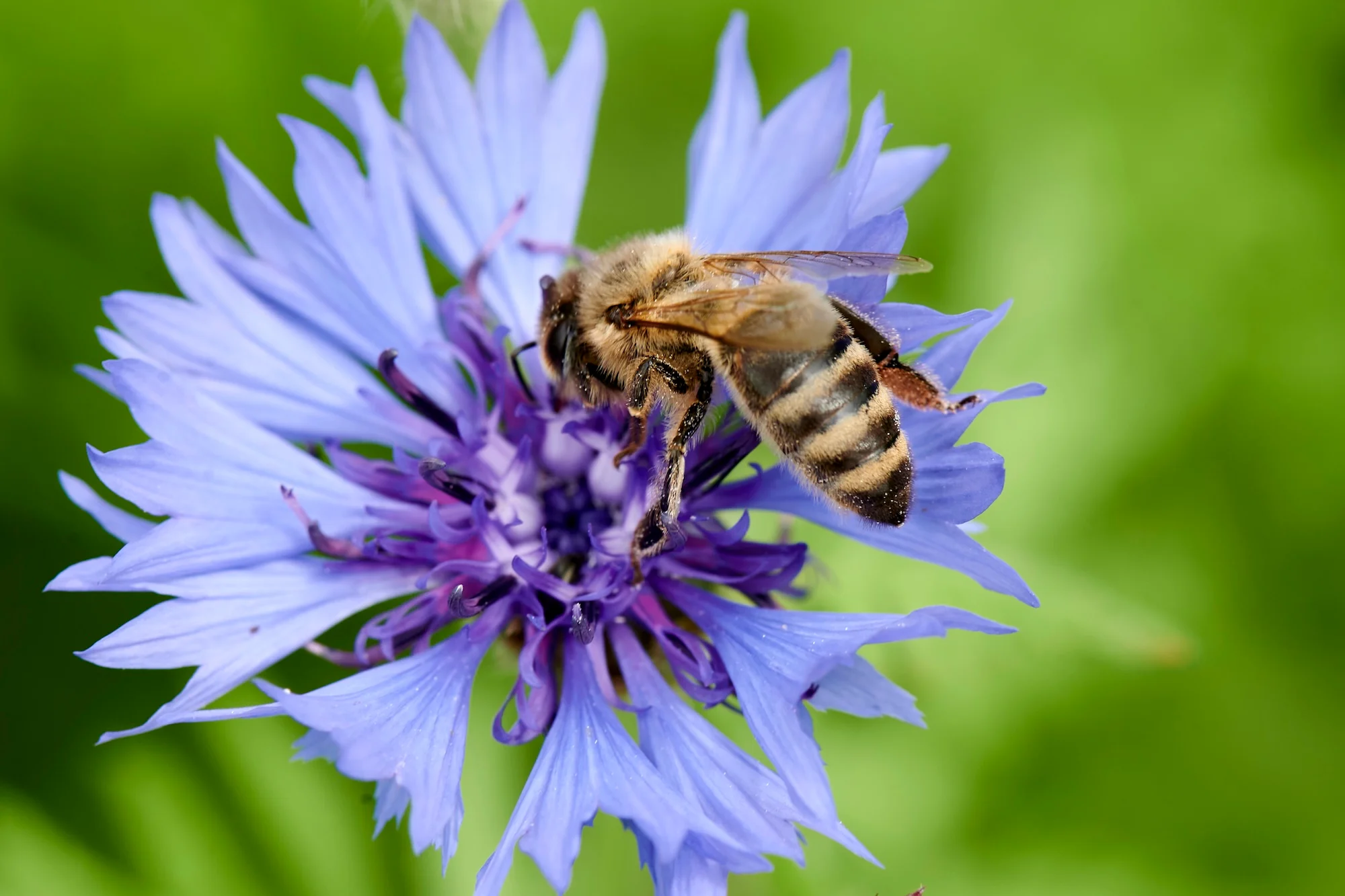 Biene sitzend, auf einer blauen Blüte