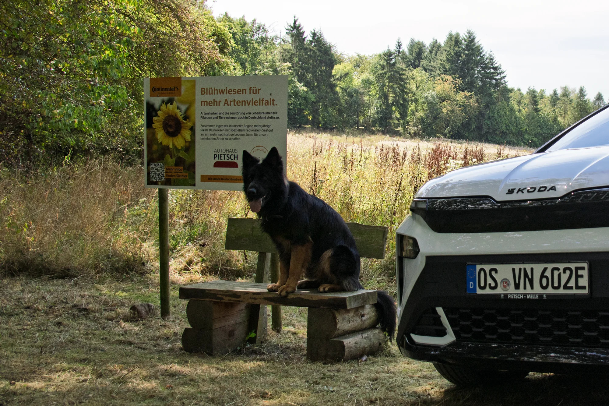 Hund auf Sitzbank zwischen Infotafel und Elroq vor der Blühwiese