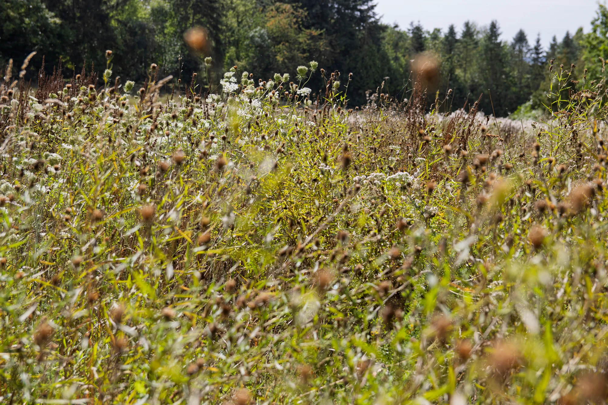 Detailaufnahme von Wildblumen