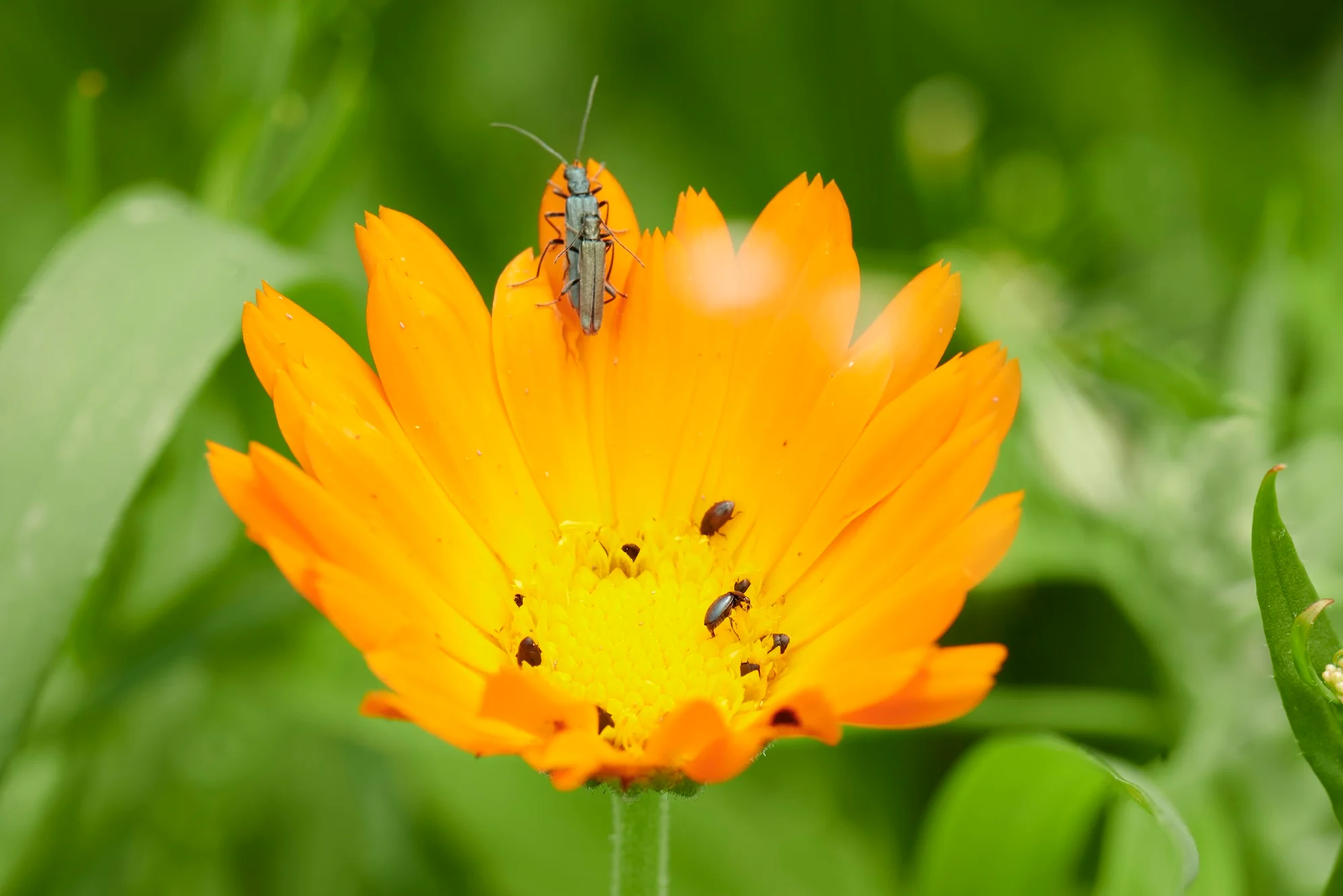 Gelbe Blüte mit zwei Insekten