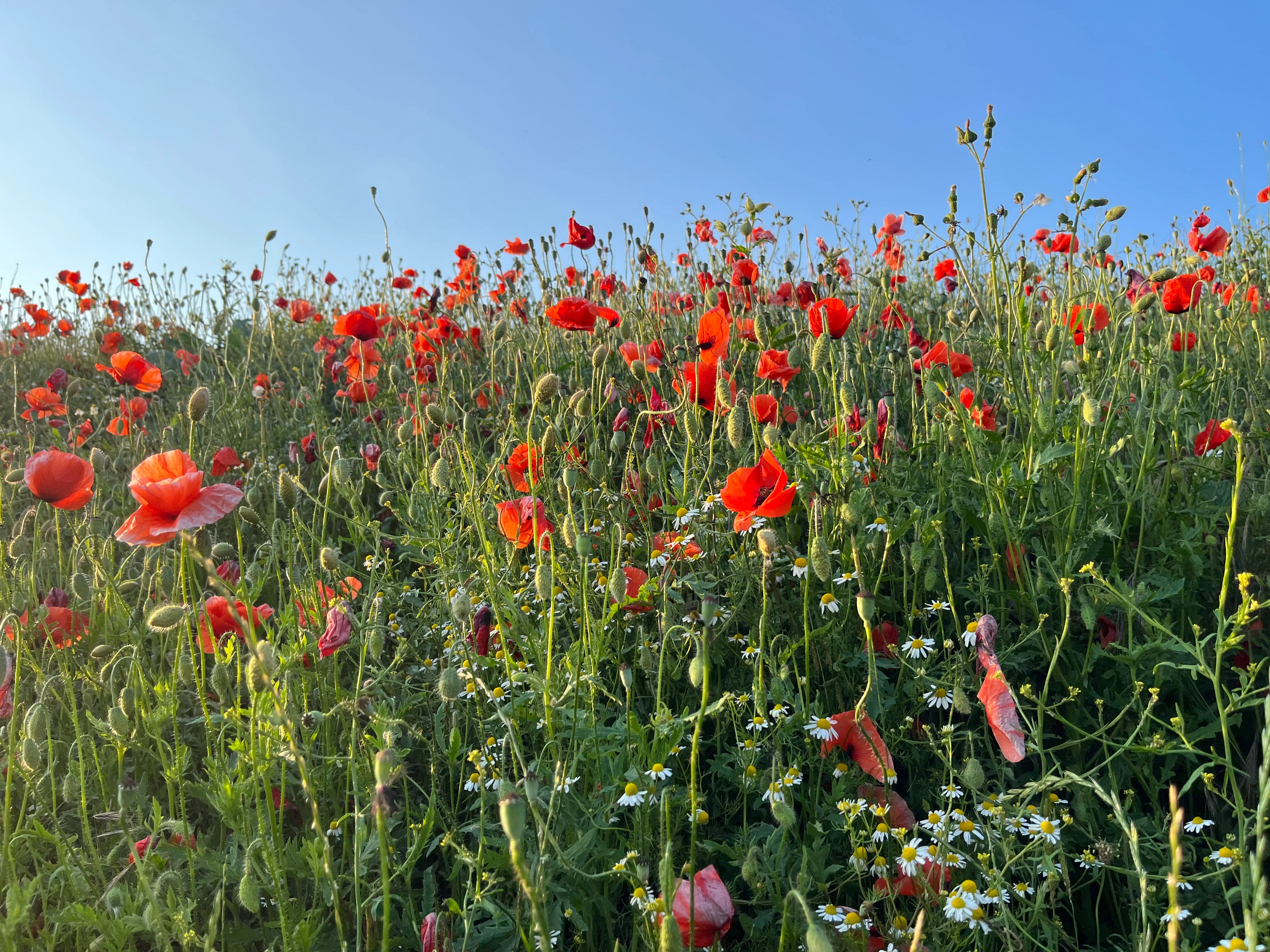 Blühwiese in Hameln die Pflanze roter Mohn dominiert das Bild