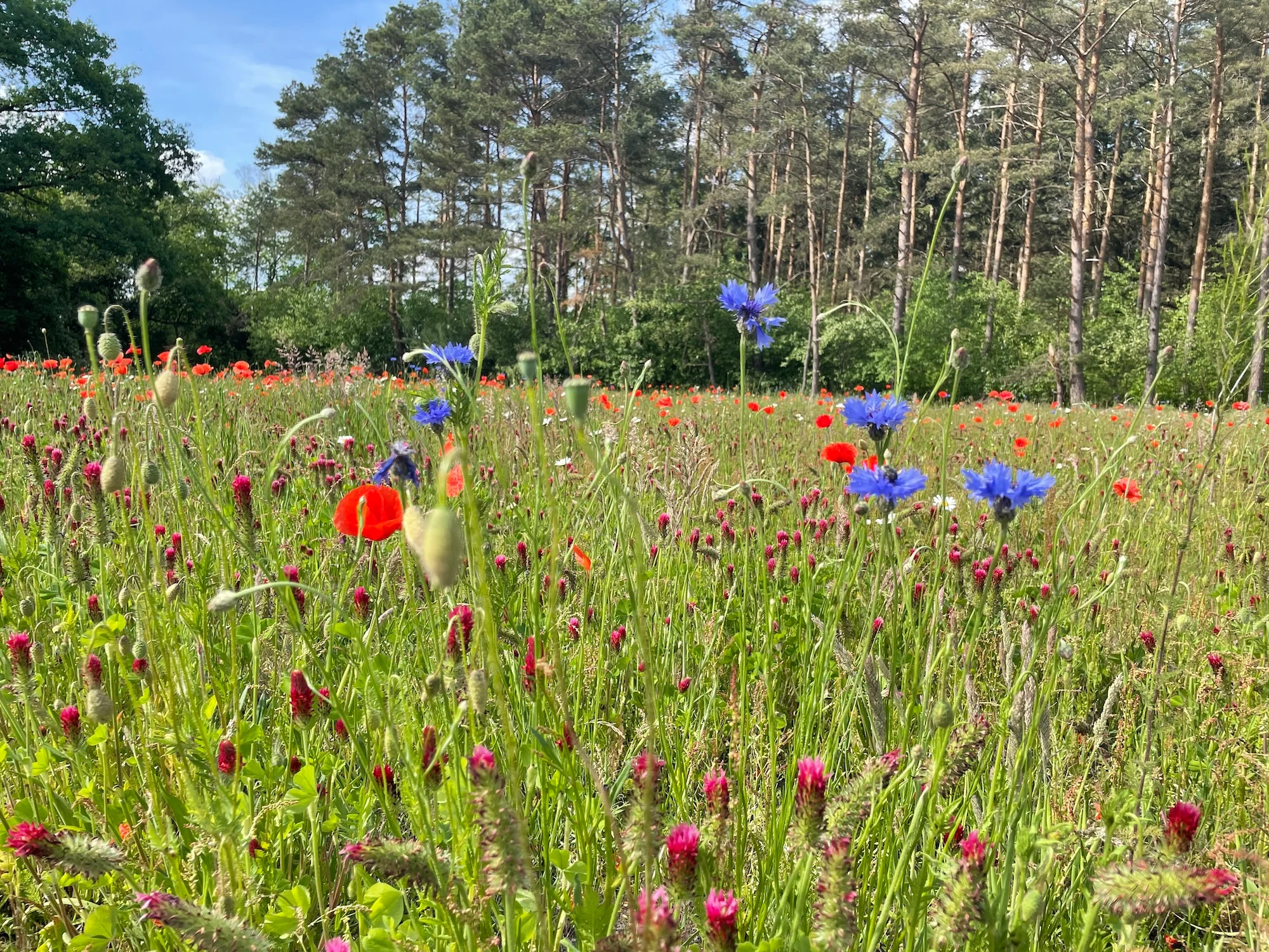Blühwiese im Sommer