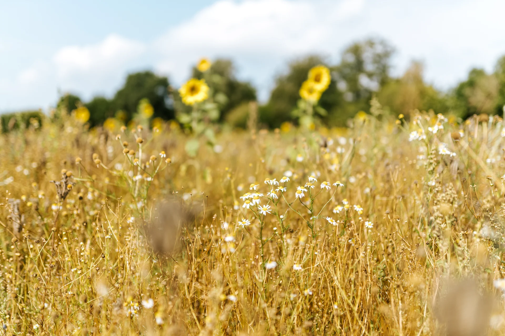 Kopie von RLK08339.jpg